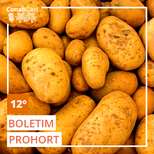 Boletim Prohort mostra que batata puxa alta de preços no fim de ano