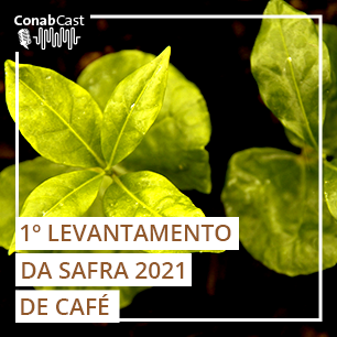 Bienalidade negativa e problemas climáticos indicam redução da produção de café nacional