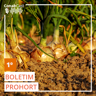 Prohort destaca tomates mais baratos e aumento da exportação de frutas