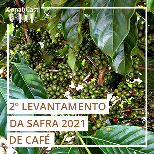 Produção de café nacional deve ficar em 49 milhões de sacas