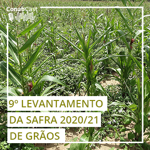 Clima afeta culturas de segunda safra e produção deve chegar a 262,13 milhões de toneladas
