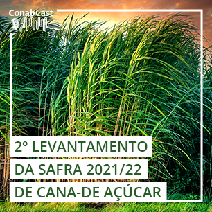 Estiagem e geadas reduzem ainda mais a produção de cana-de-açúcar nacional