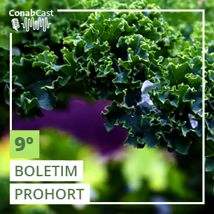 Boletim Prohort: Clima prejudica oferta de hortaliças e frutas no país