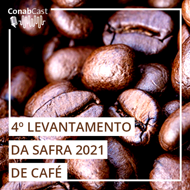 Produção de conilon na safra 2021 chega a 16,29 milhões de sacas e atinge novo recorde