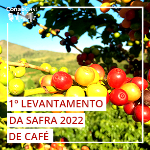 Produção de café deve atingir 55,7 milhões de sacas na safra de 2022