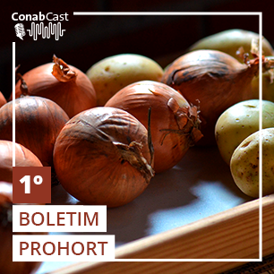 Boletim Prohort: batata apresenta queda de preços enquanto cotações de cebola sobem