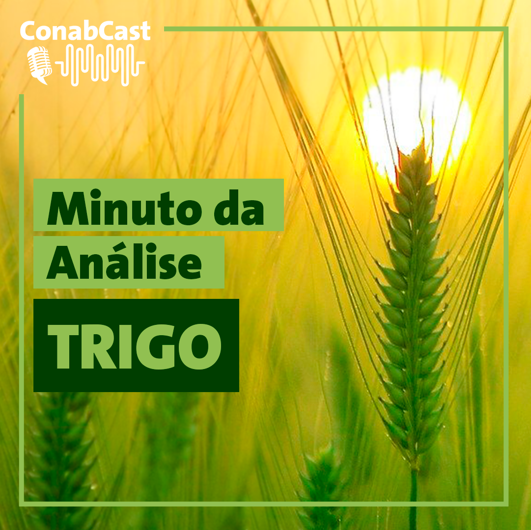 Minuto da Análise: Perspectivas para o cultivo de trigo
