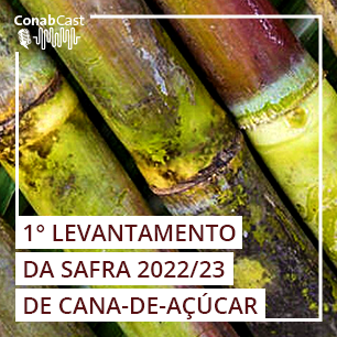 Cana-de-açúcar deve ter aumento de produção na safra 2022/2023