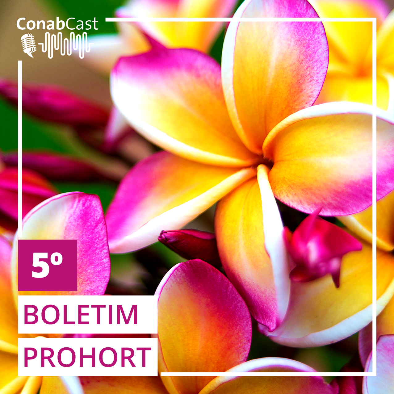 BOLETIM PROHORT: Frutas sinalizam preços mais baixos e cenoura reverte movimento de alta