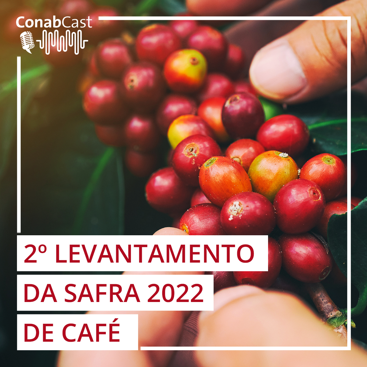 Safra de café 2022 pode chegar a 53,4 milhões de sacas, impactada por clima adverso