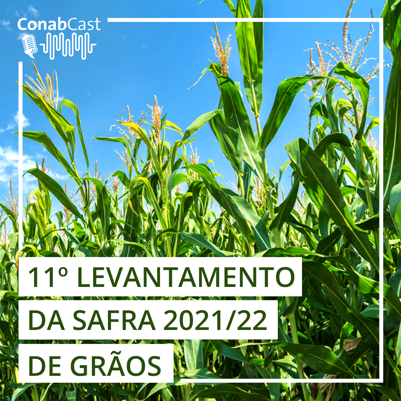 Estimativa aponta recorde para milho 2ª safra com produção superior a 87 milhões de toneladas