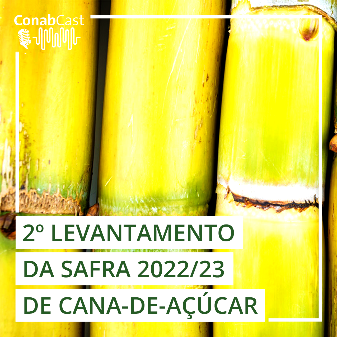 Nova estimativa de cana-de açúcar traz produção de 572,9 milhões de toneladas