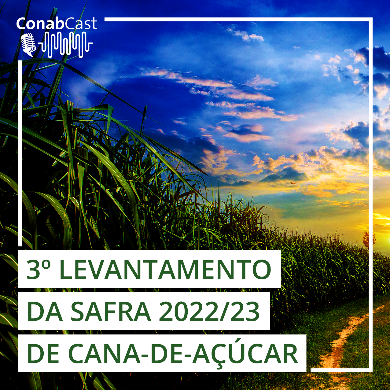 Produção de cana-de-açúcar cresce 4,4% e pode chegar a 598,3 milhões de toneladas na safra 2022/23