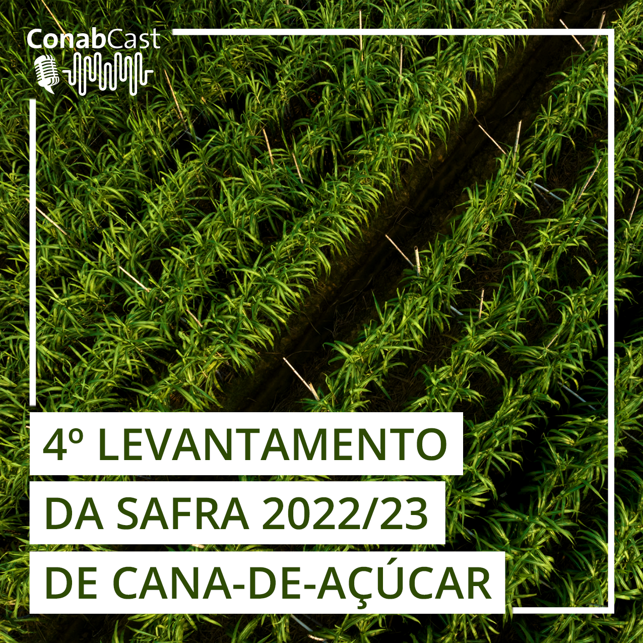 Produção de cana chega a 610,1 milhões de toneladas na safra 2022/23 com melhora na produtividade nas lavouras