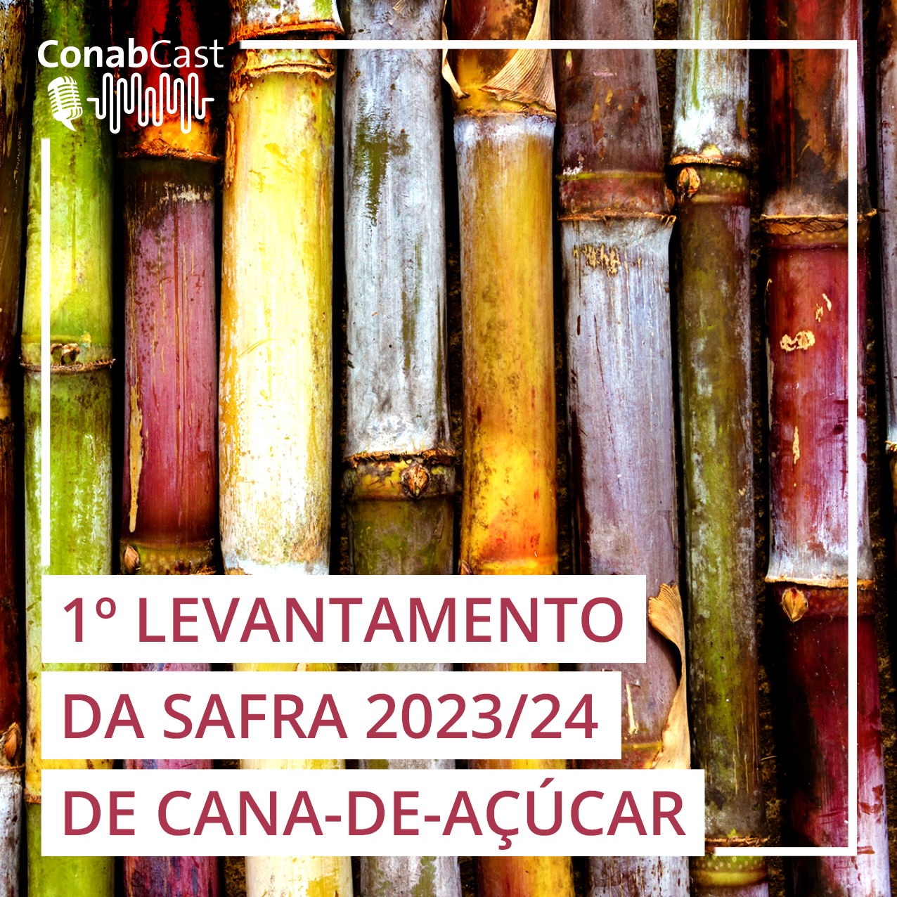 Conab estima produção de cana-de-açúcar em 637,1 milhões de toneladas na safra 2023/24