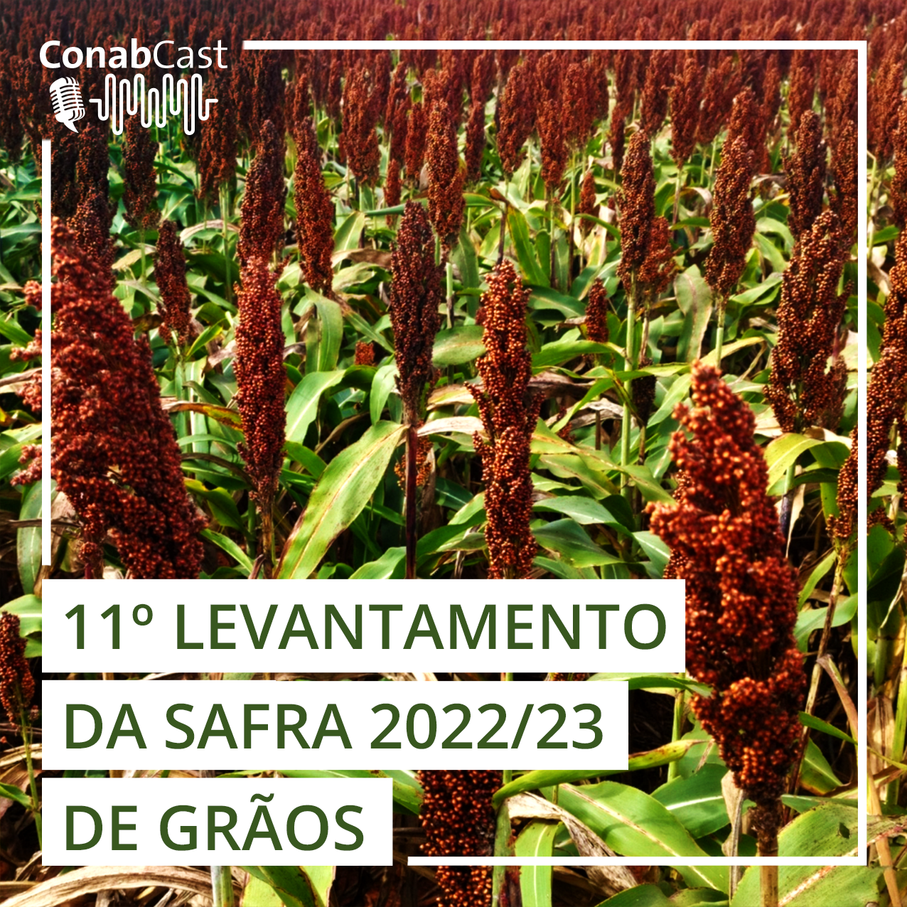 Produção de grãos é estimada em 320,1 milhões de toneladas com ganhos de área e produtividade