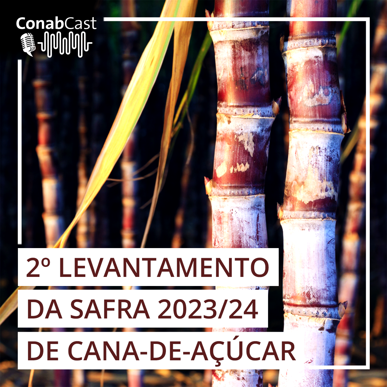 Estimada em 652,9 milhões de toneladas, boa produtividade influencia produção de cana-de-açúcar