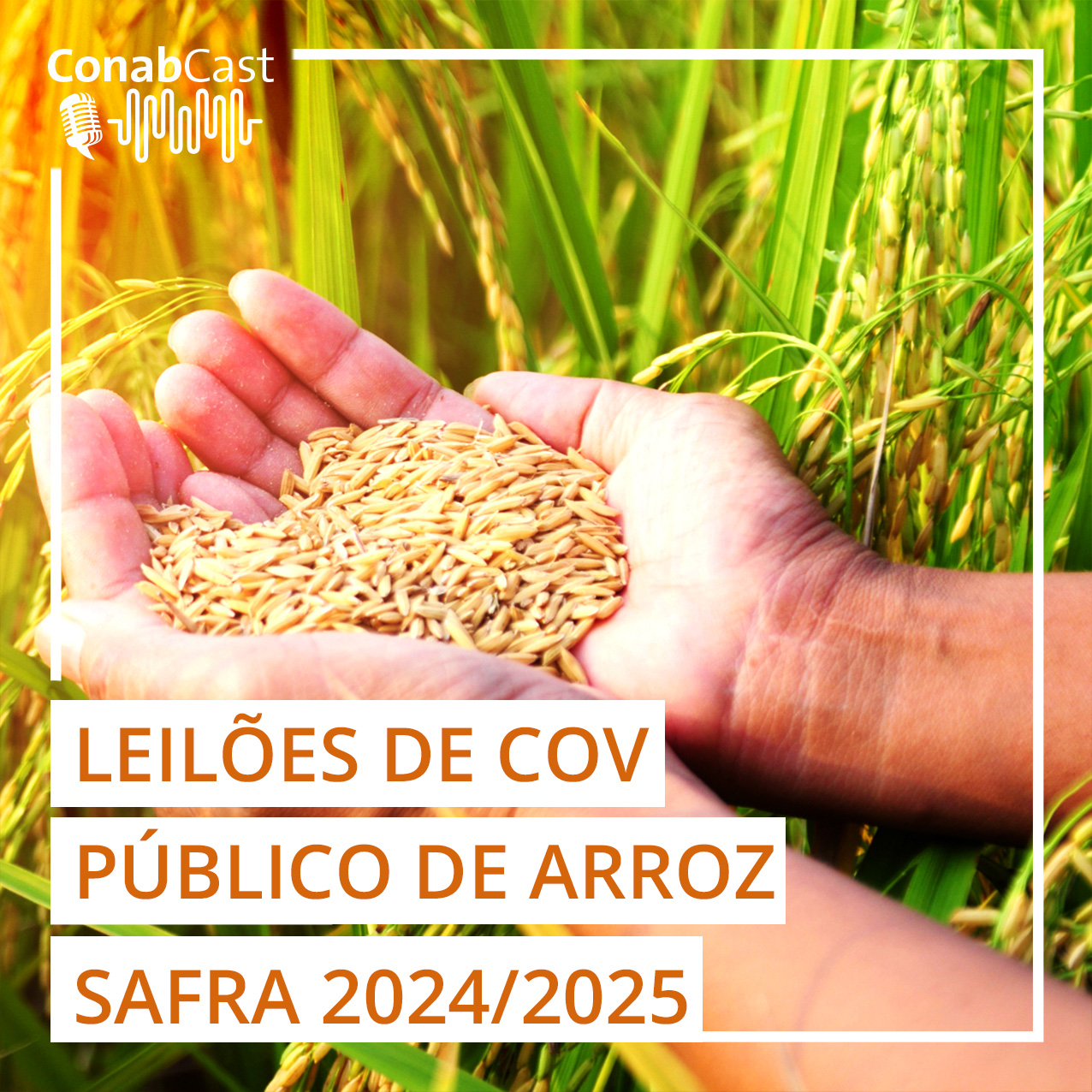 Saiba como participar dos leilões de contrato de opção de venda de arroz desta sexta-feira