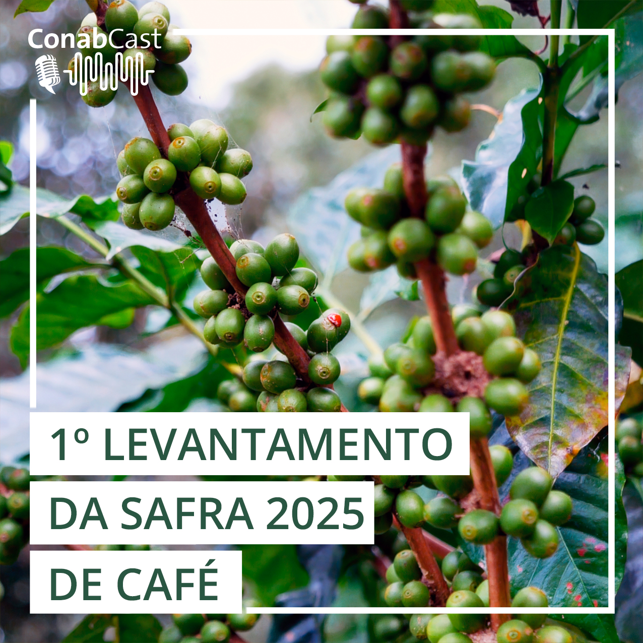 Safra 2025: Primeira estimativa para a produção brasileira de café é de 51,8 milhões de sacas