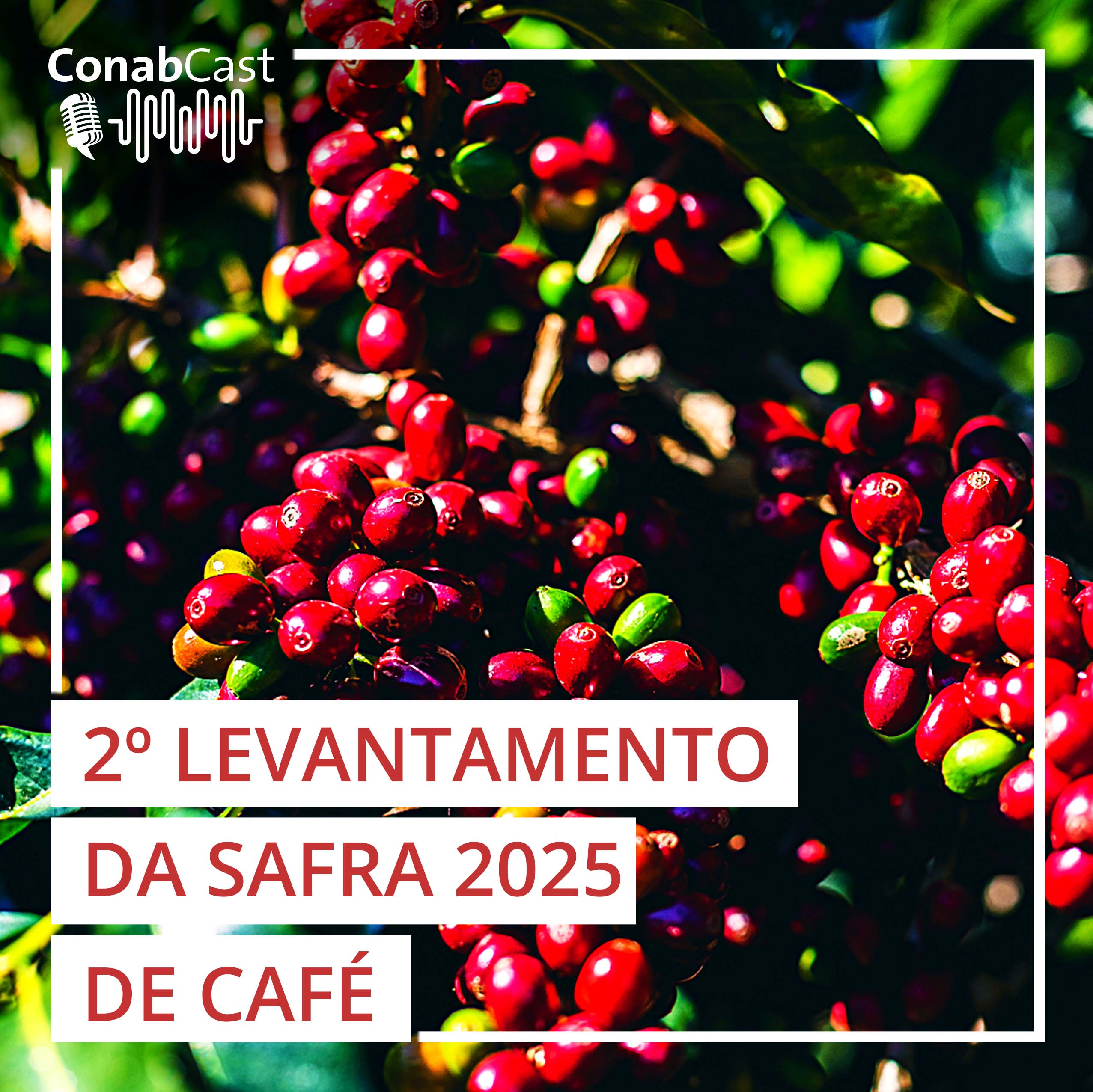 Estimada em 55,7 milhões de sacas, safra de café deve crescer em 2025 mesmo em ano de bienalidade negativa