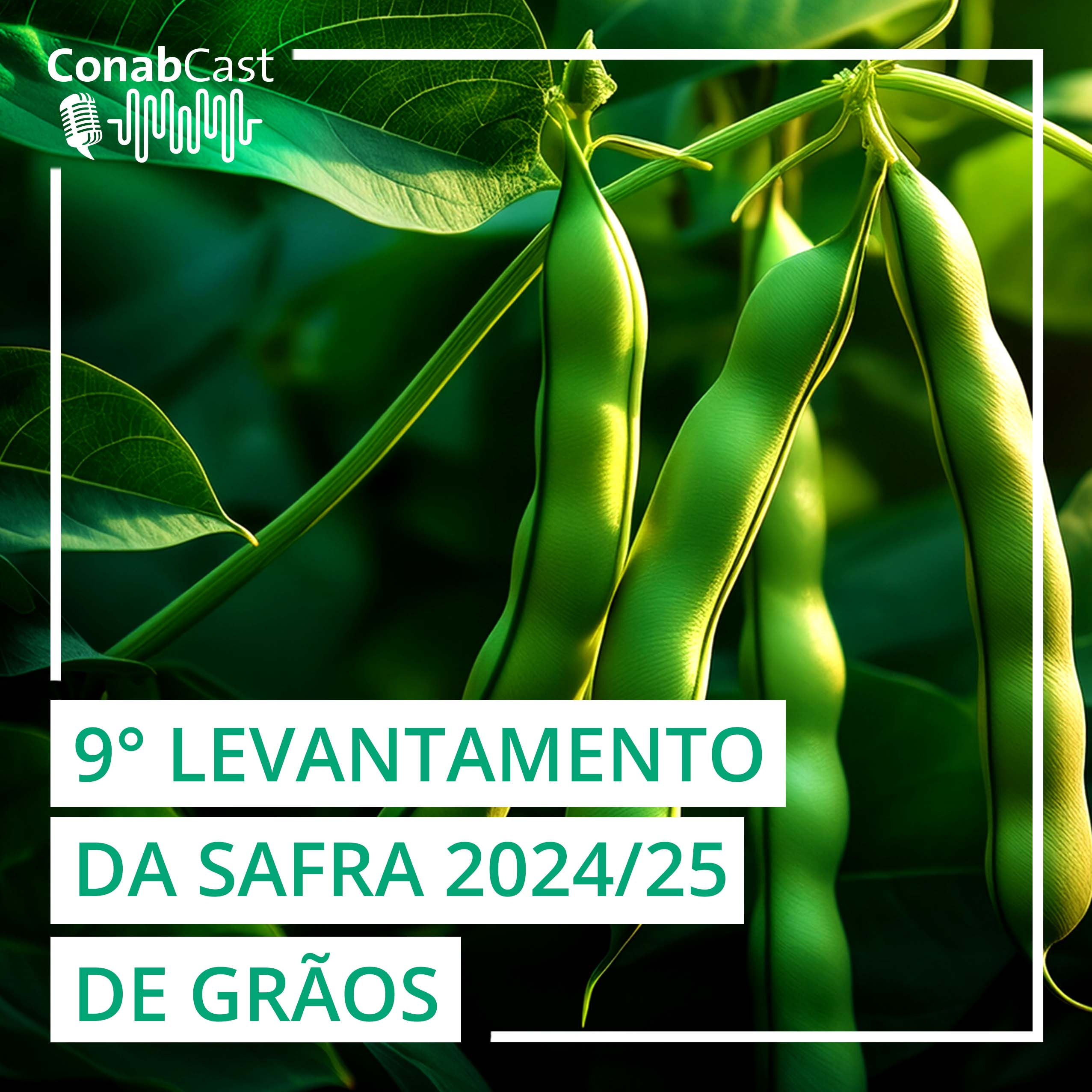 Nova estimativa da Conab prevê produção de grãos em 336,1 milhões de toneladas na safra 2024/25