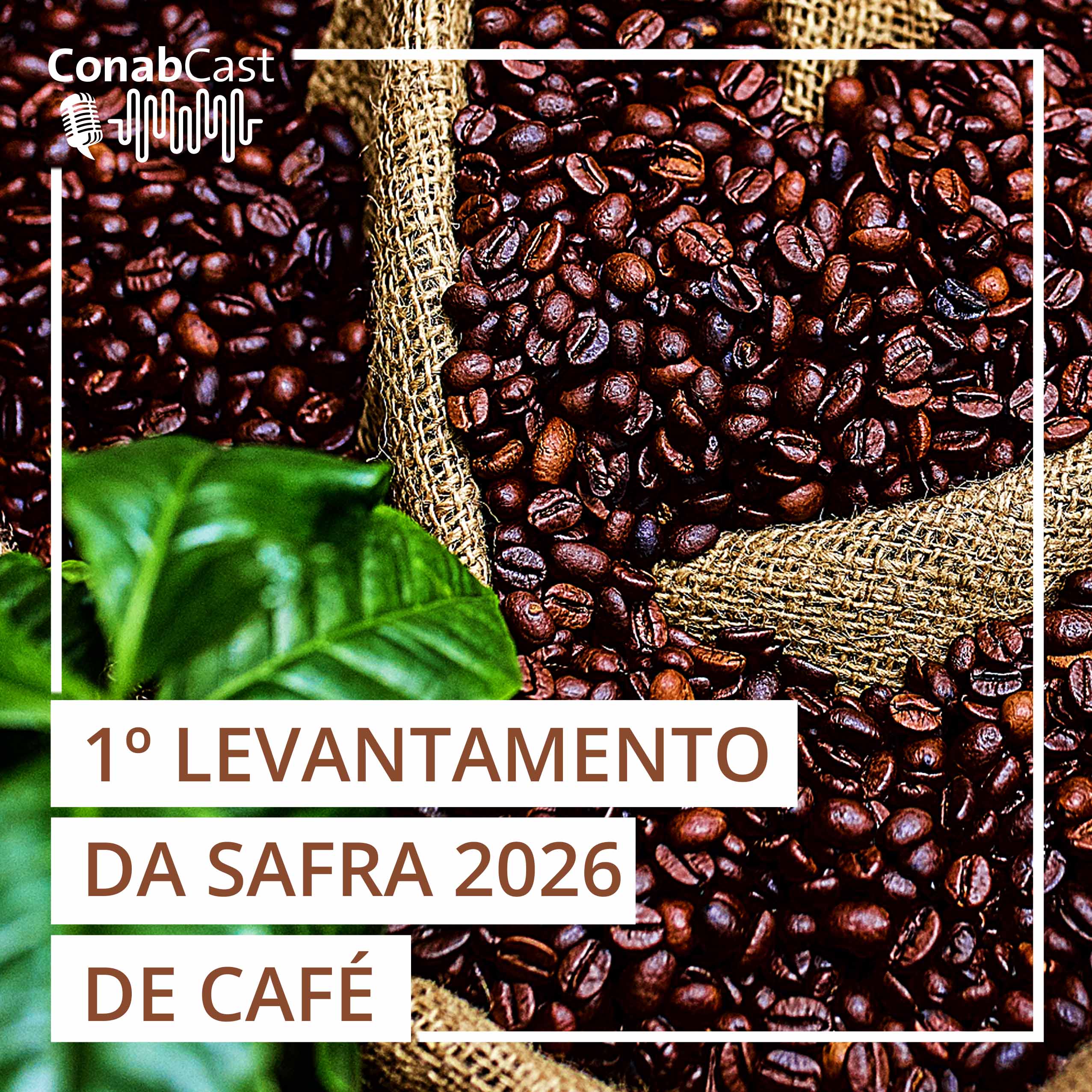 Produção de café na safra 2026 está estimada em 66,2 milhões de sacas