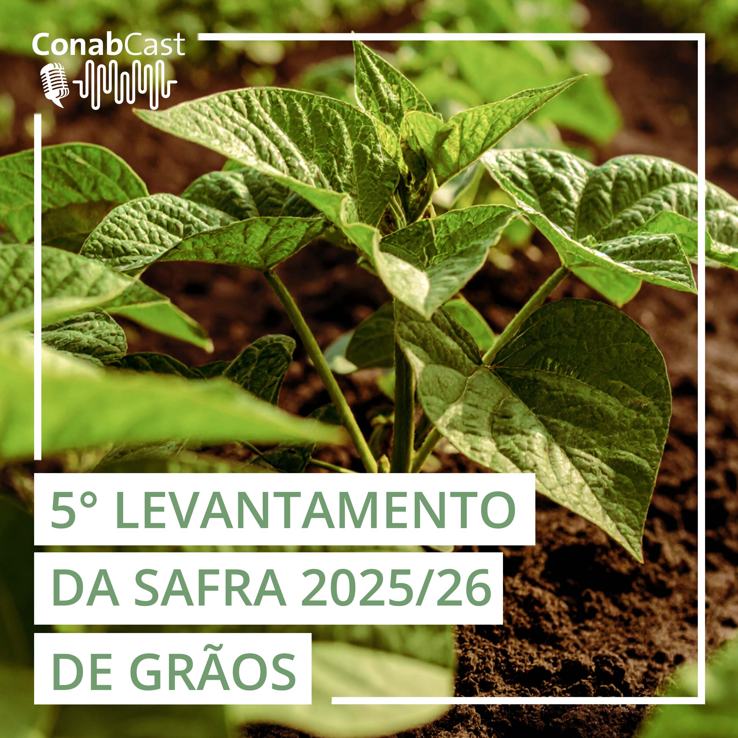 Estimativa da produção de grãos na safra 20256/26 é atualizada para 353,4 milhões de toneladas