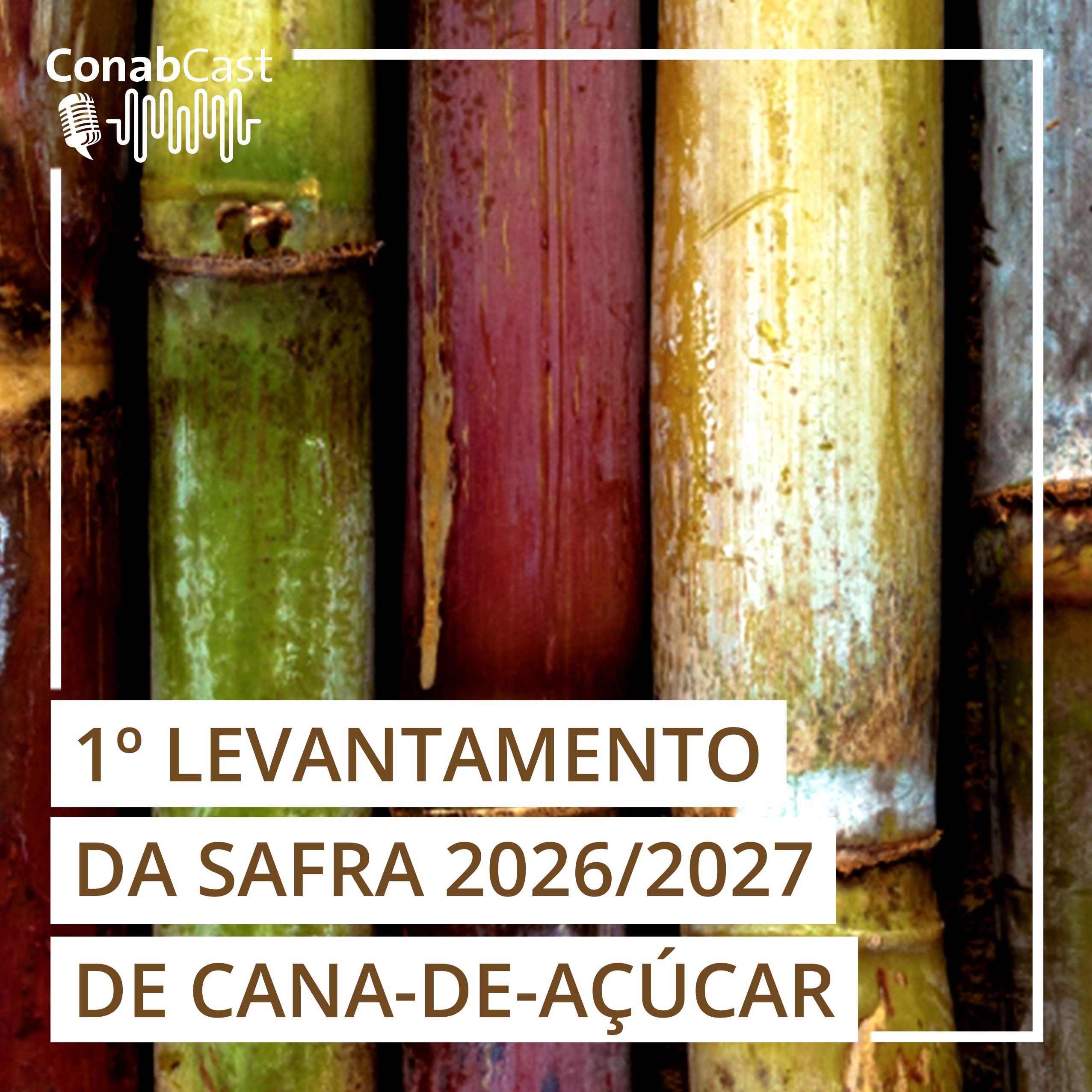 Produção de cana-de-açúcar é estimada em 709,1 milhões de toneladas na safra 2026/27
