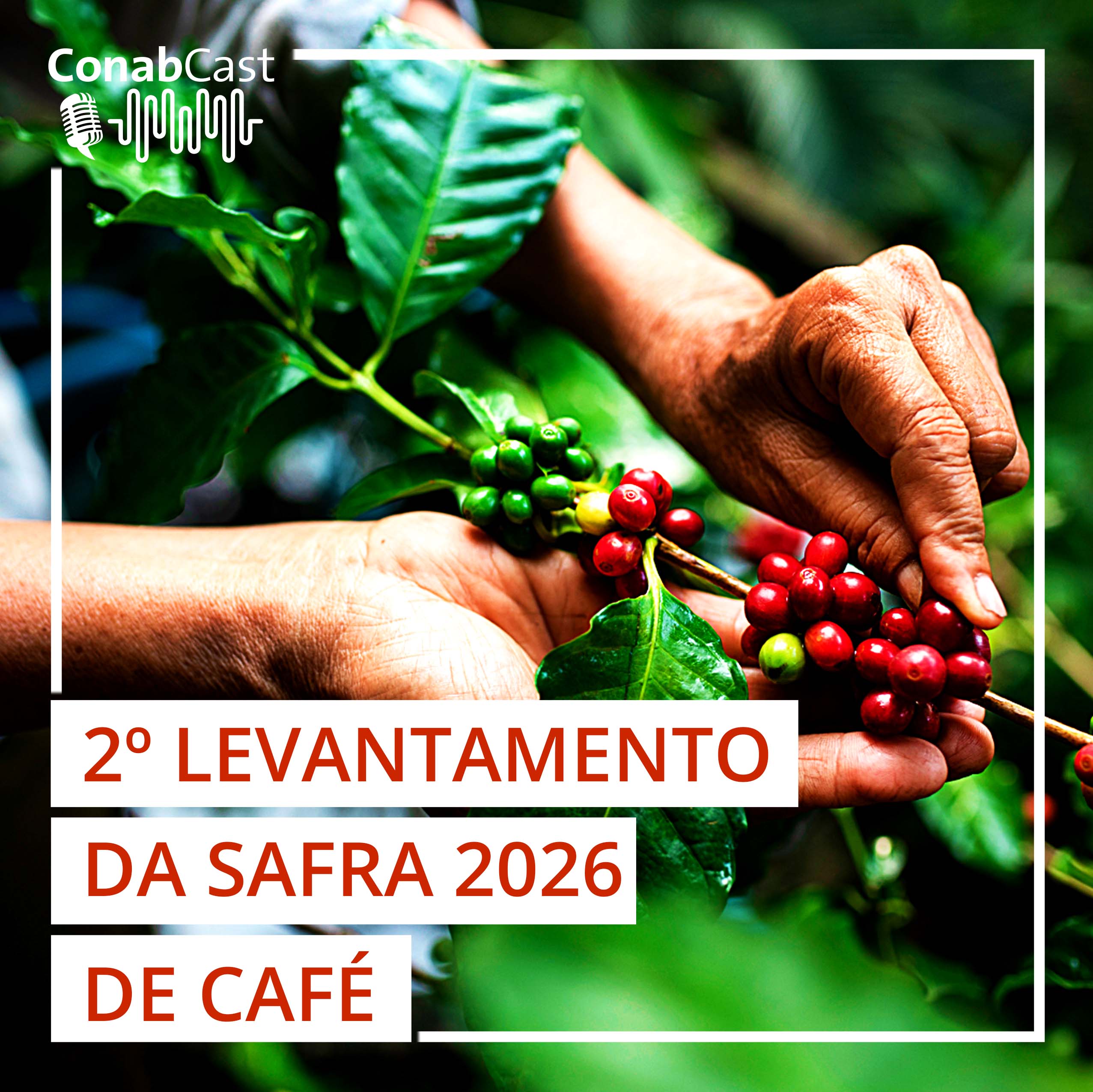 Conab prevê alta de 18% na produção de café em 2026 estimada em 66,7 milhões de sacas