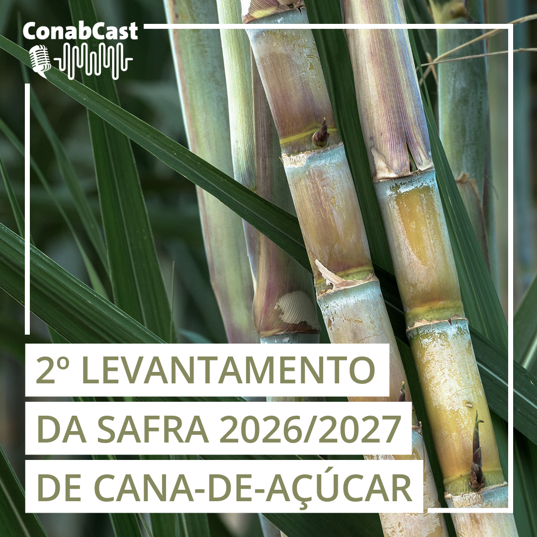Produção de cana-de açúcar pode chegar a 705,2 milhões de toneladas na safra 2026/27