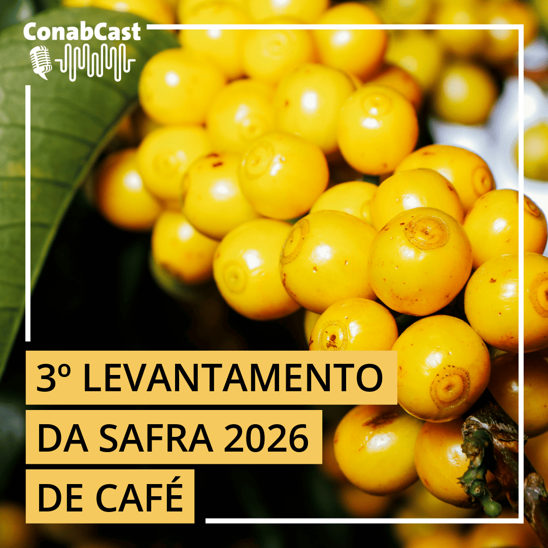 Levantamento da Conab aponta alta de 19,6% na produção de café em 2026, com estimativa de 67,6 milhões de sacas