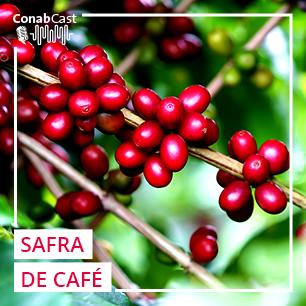 Bienalidade positiva impulsiona safra de café no país e aumenta produção